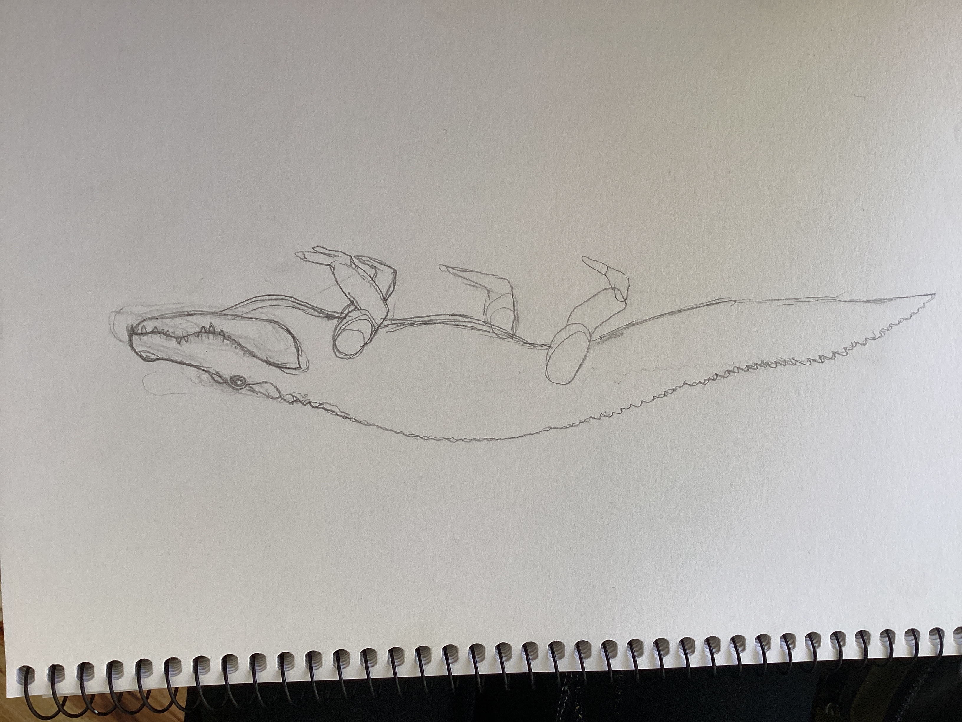 American alligator outline