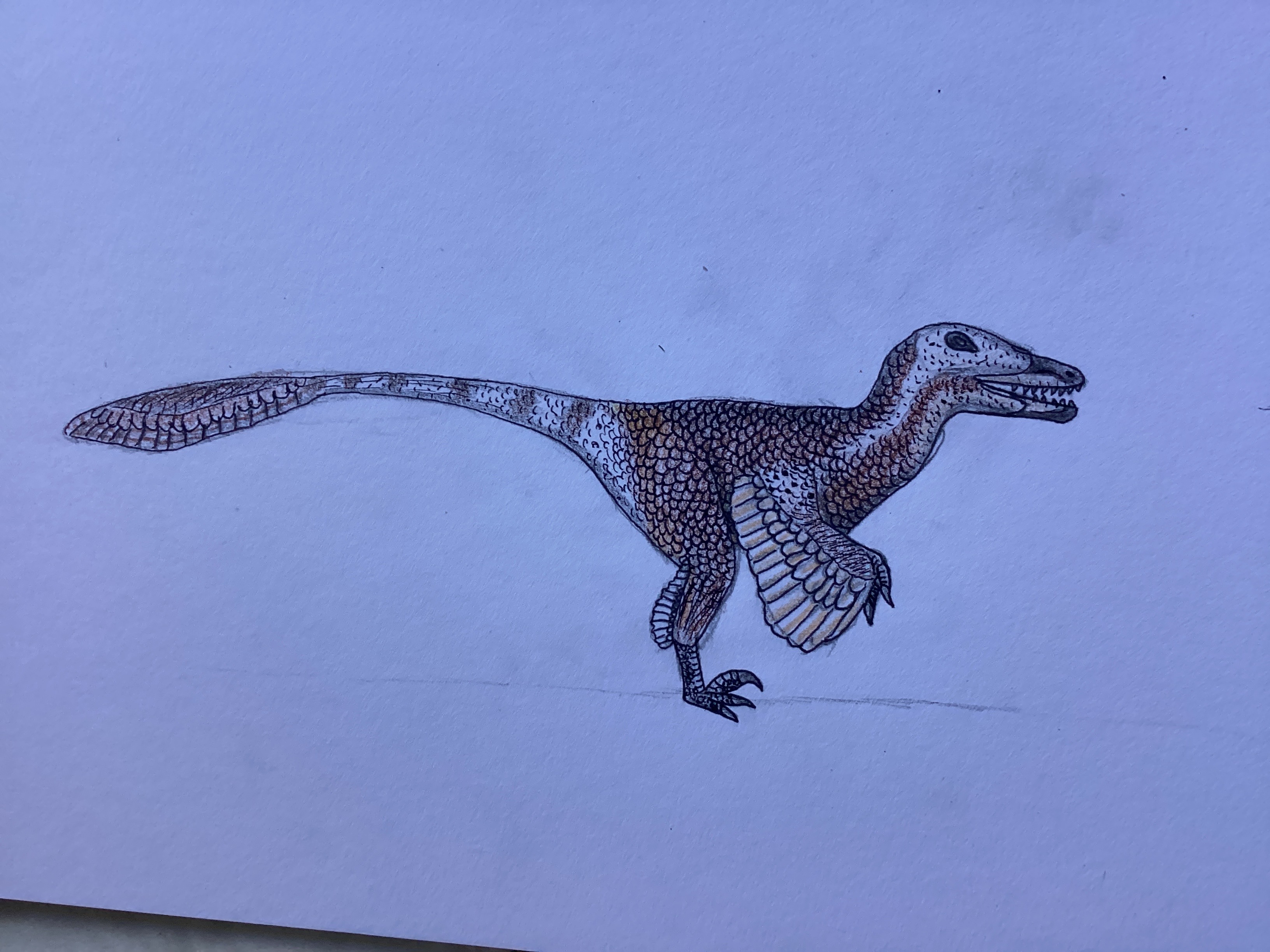 Velociraptor mongoliensis
