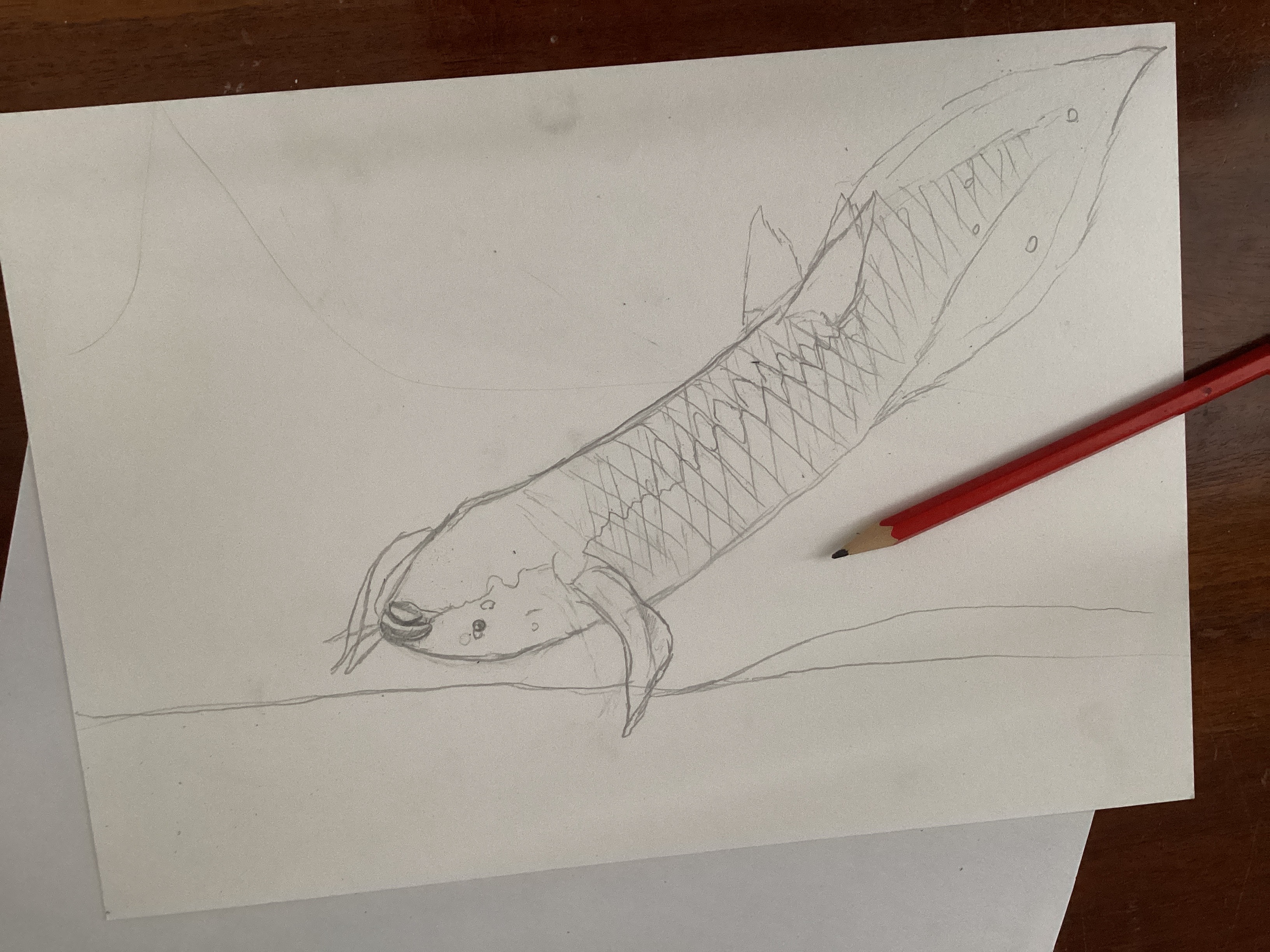 Queensland lungfish sketch