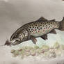 Brown trout watercolour painting!