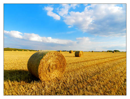 In the Fields 2