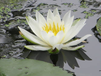 Water Lily