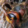 the dead hornet close up