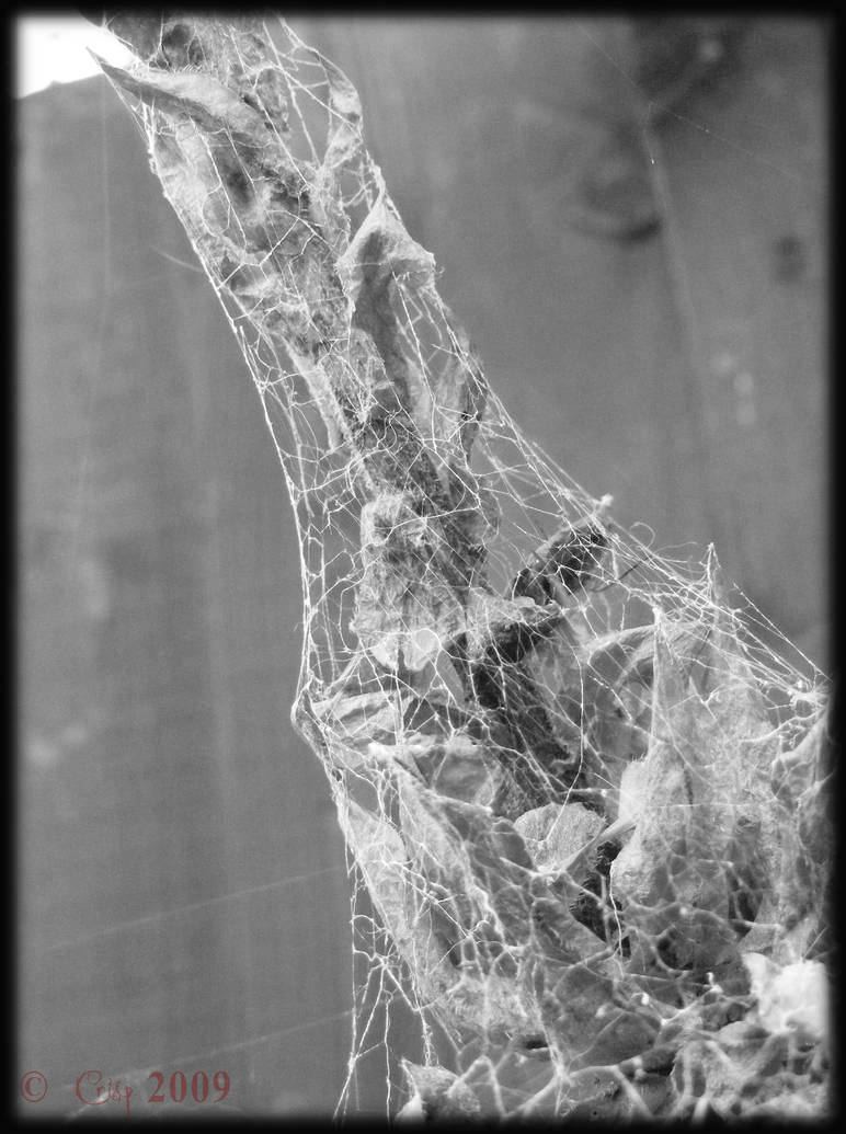 All Webbed Up 07 by virgilcrisp on DeviantArt