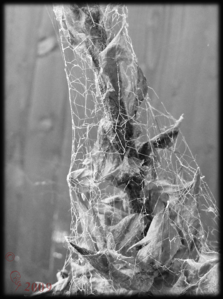 All Webbed Up 08 by virgilcrisp on DeviantArt