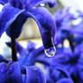 Purple Flower 05