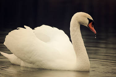 Swan II