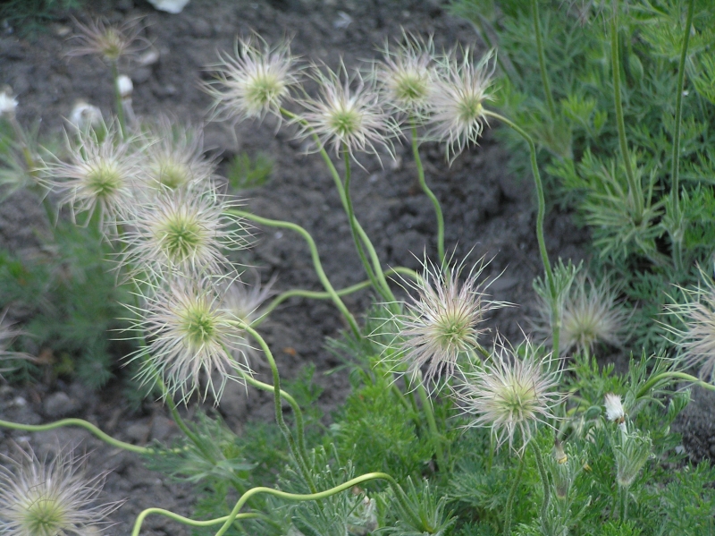 Pulsatilla