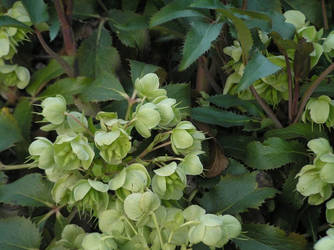 Helleborus