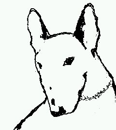 Bull terrier Portrait