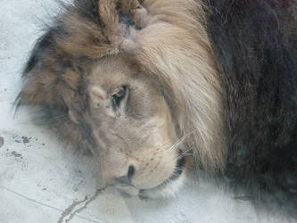 Berber Lion behind dirty glass
