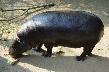 hypopotamus