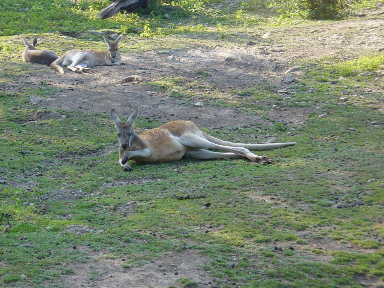 Lazy kangaroos