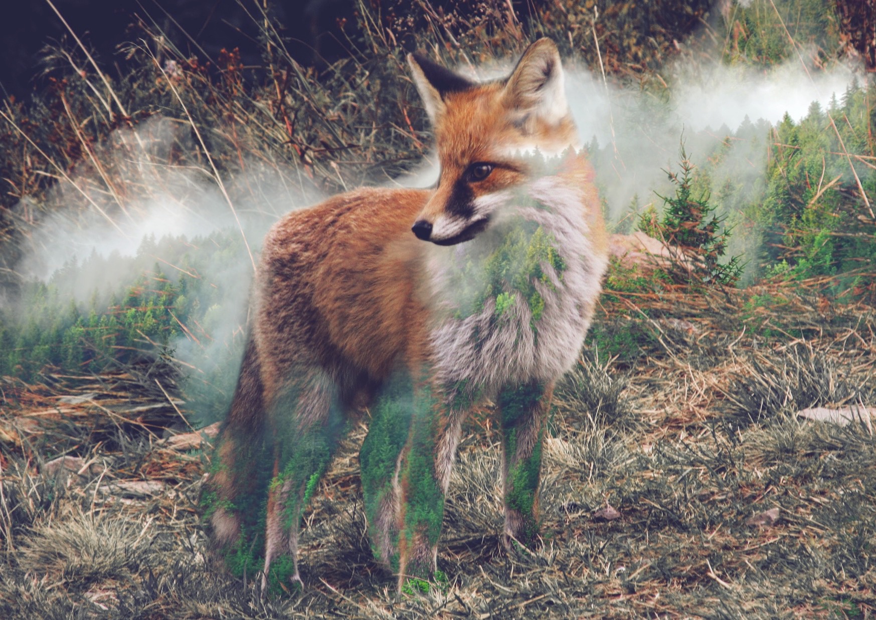 Forest Fox