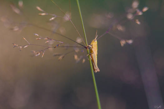 Climber