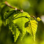 Leaf inception