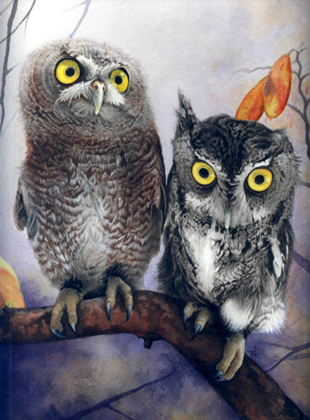 Screech Owls