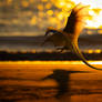Hunt at Sunset