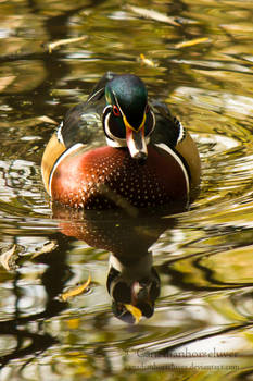 Reflection