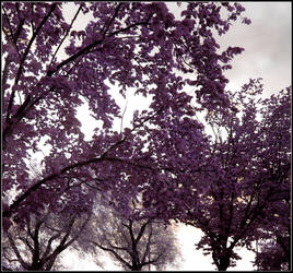 Under the purple trees