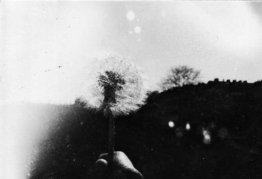 Ingmar's Dandelion