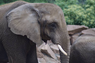 african Elephant