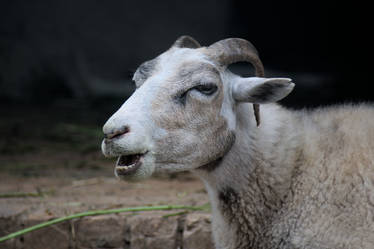 hissar sheep