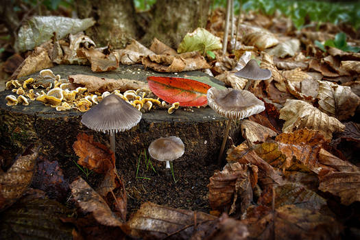 Small presences in the wood