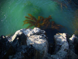 View of Kelp