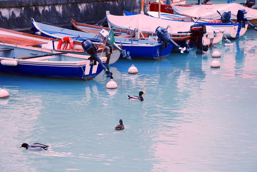 boats and ducks