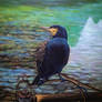 Cormorant Bird