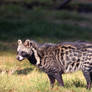 Civet looking regal !!