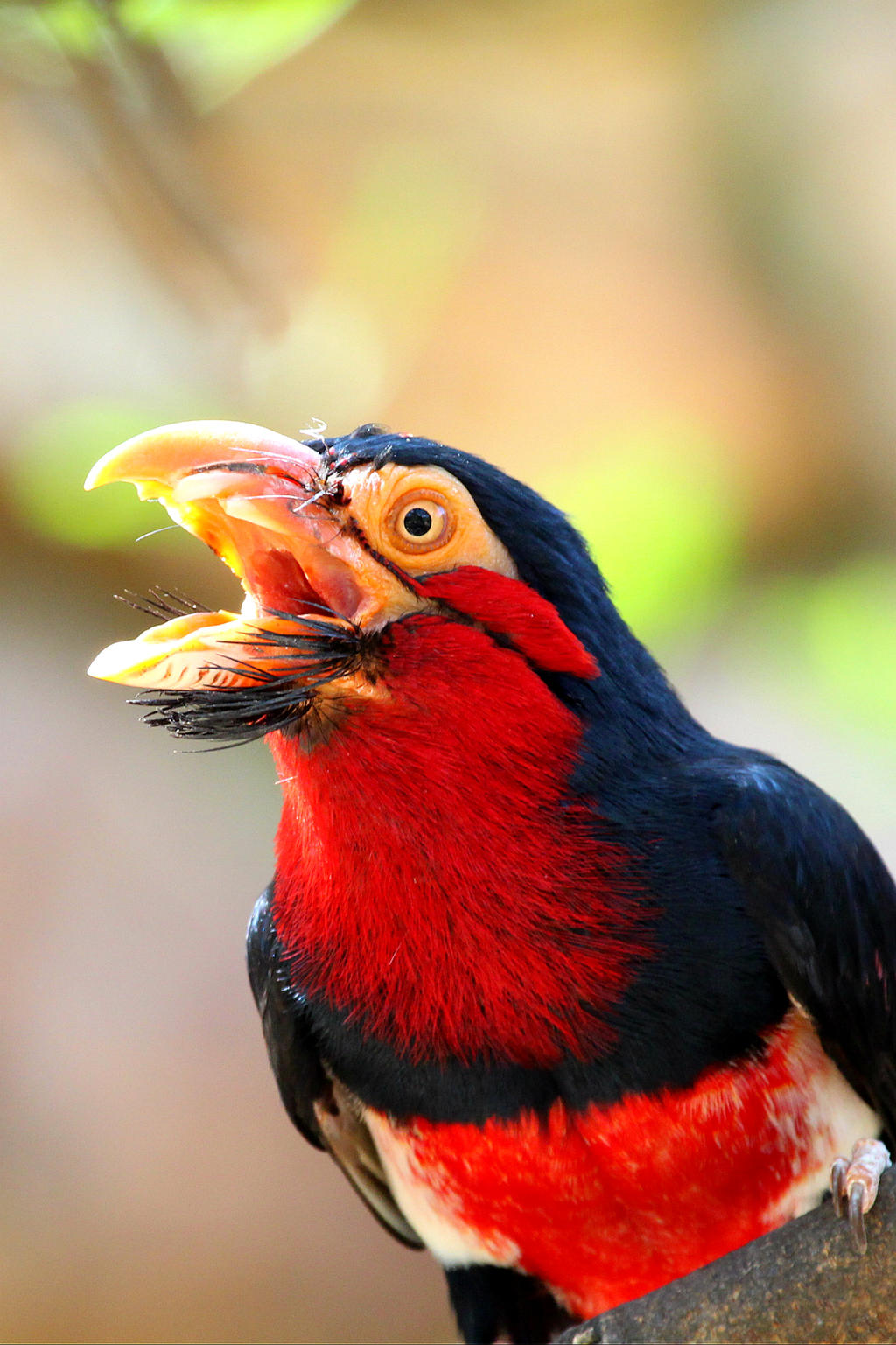 Bearded Barbet in full cry !