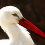 White Stork