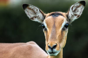 Curious Impala !