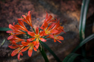 Clivia.