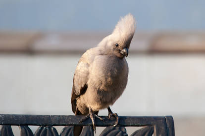 Warming winter sun - Grey Loerie