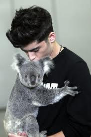 Zayn Mailk with  koala