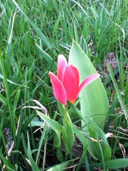 Easter Tulip