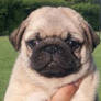 Pug cute