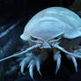 Giant isopod