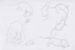 Rat Sketches by pandemoniumfire