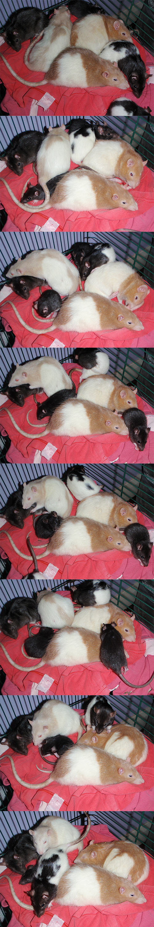 Rat Pile IV