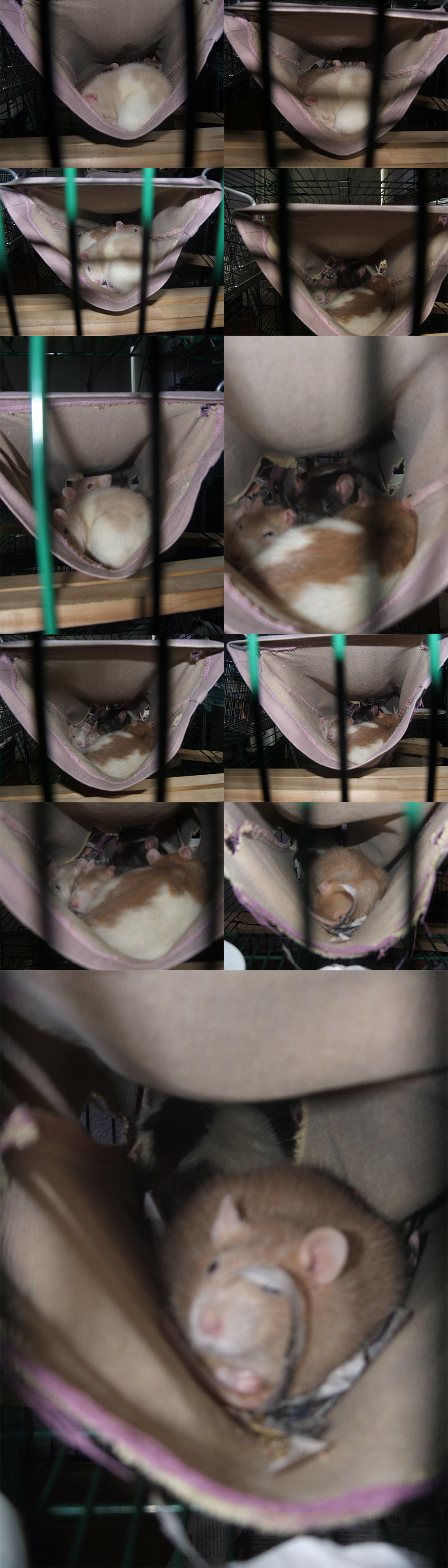 Hammock Rats II