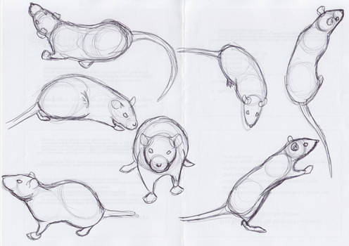 Rat Sketches