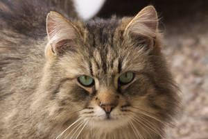 Visitor cat
