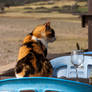 Still life with cat and wine