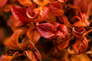 Colors of Autumn II by EyeOfTheKat Colors of Autumn II by EyeOfTheKat