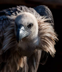 Himalayan griffon vulture