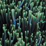 Underwater Garden